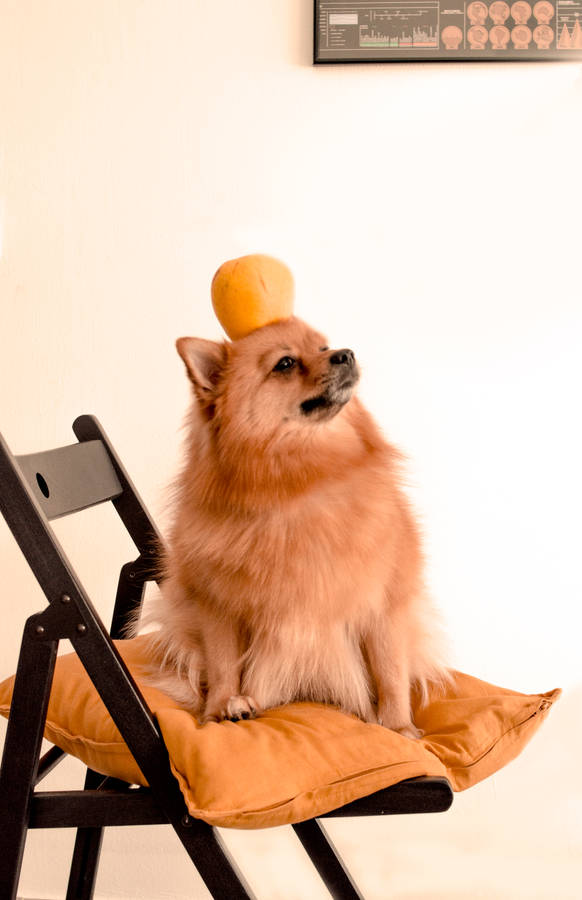 Brown Pomeranian Orange On Head Wallpaper