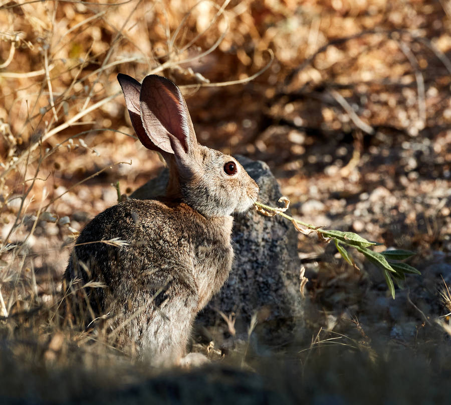 Brown Rabbit In Wilderness Wallpaper