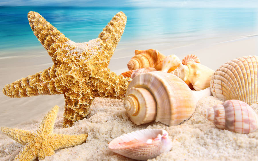 Brown Shells And Starfish Wallpaper