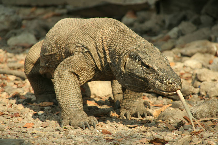 Brown Skinned Komodo Dragon Monitor Lizard Wallpaper