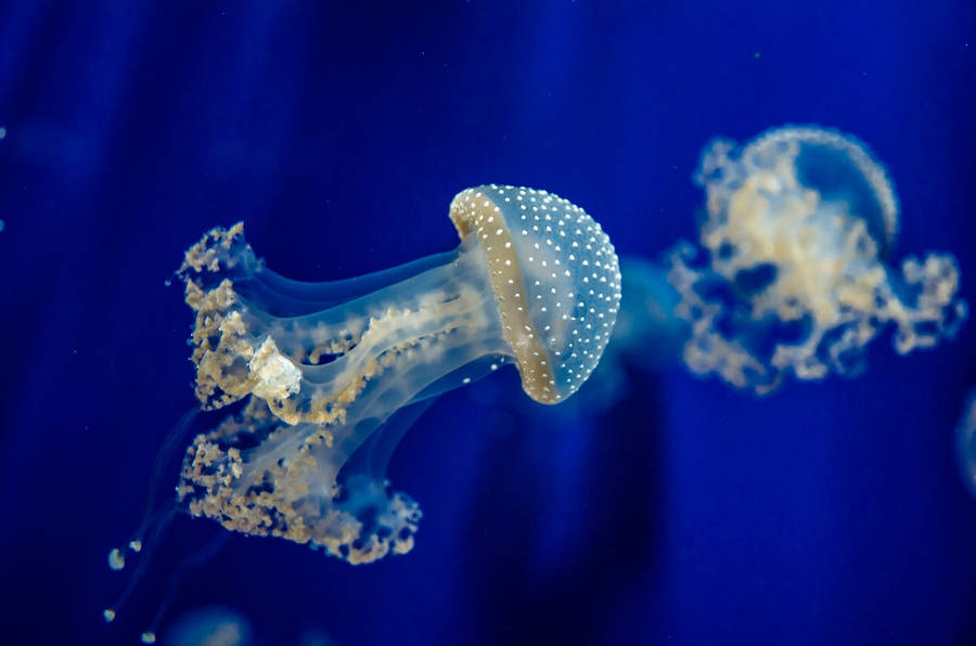 Brown Spotted Jellyfish In Blue Underwater Wallpaper