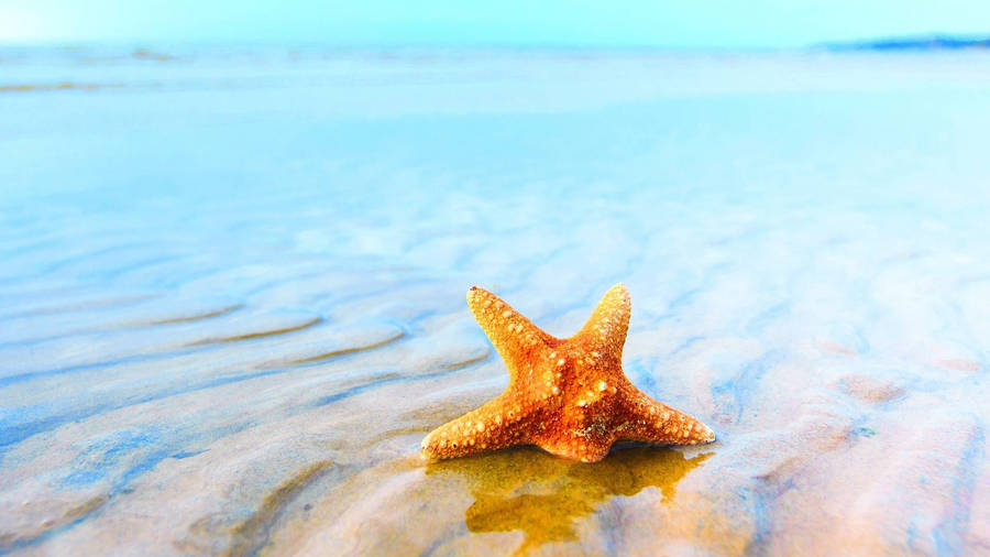 Brown Starfish Soaked In Sea Wallpaper