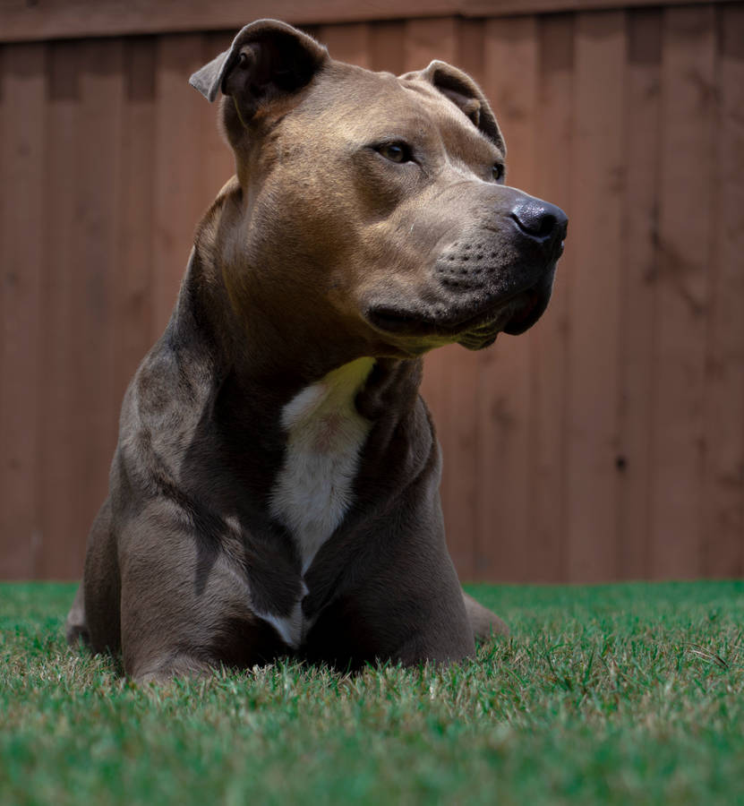 Brown White American Pitbull Puppy Wallpaper