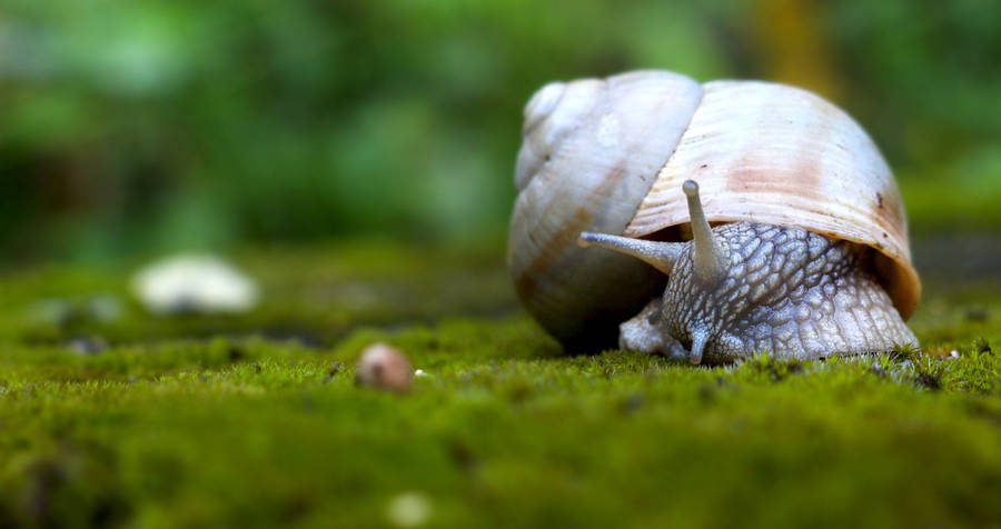 Brown White Snail Wallpaper