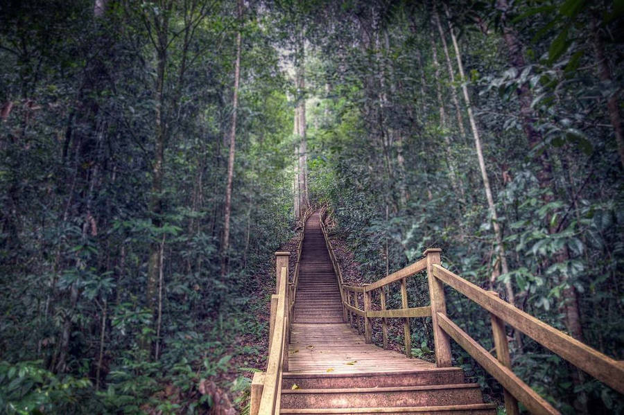 Brunei Ulu Temburong National Park Wallpaper