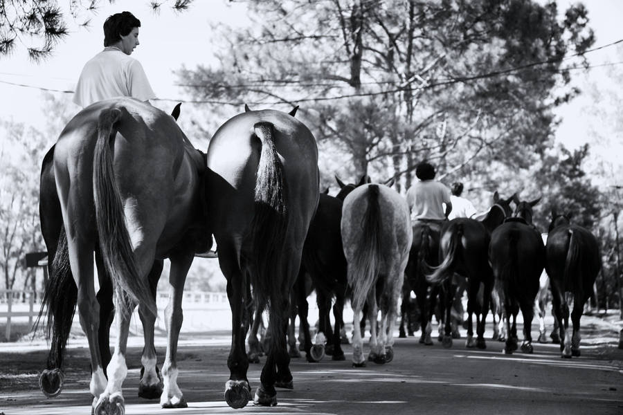 Buenos Aires Polo Club Wallpaper