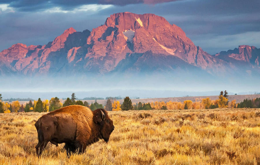 Buffalo Grand Teton National Park Wallpaper