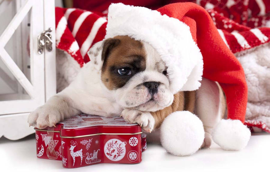 Bulldog Puppy Christmas Present Wallpaper