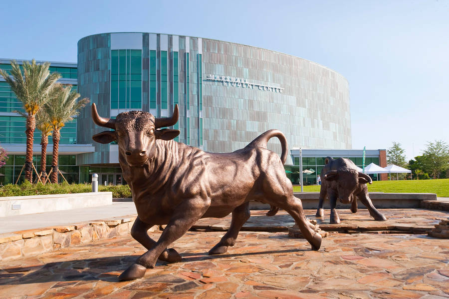 Bulls Statue, University Of South Florida Wallpaper