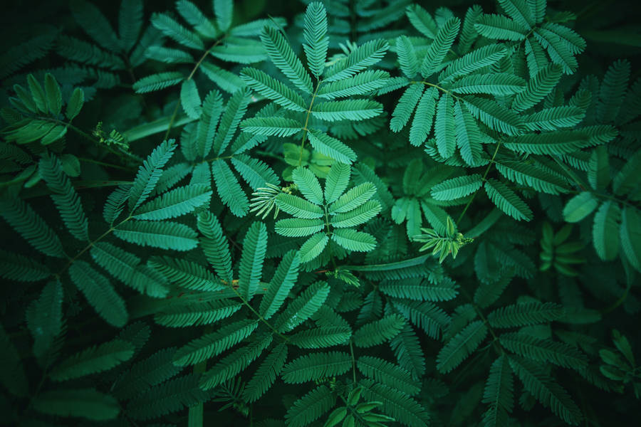 Bunch Of Aesthetic Lush Leaves Wallpaper