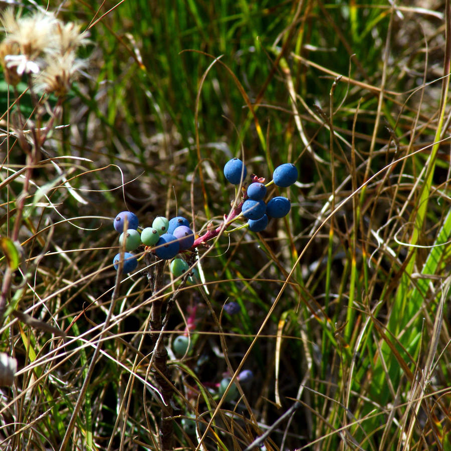 Bunch Of Unripe And Ripe Huckleberry Wallpaper