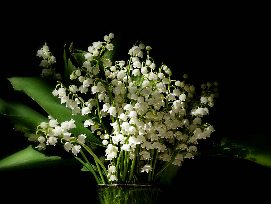 Bunch Of White Beautiful Flower Wallpaper