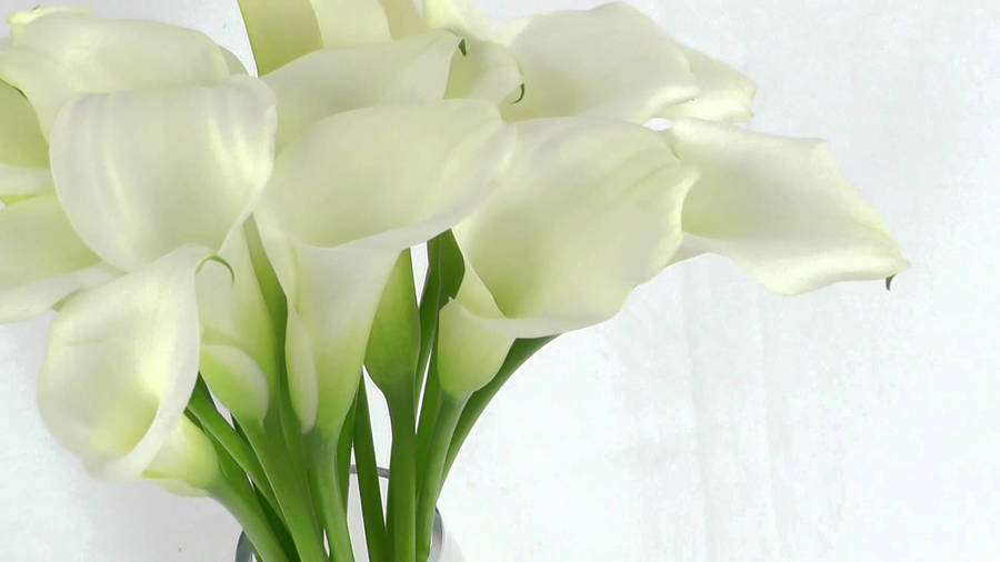 Bunch Of White Lily Flowers Wallpaper