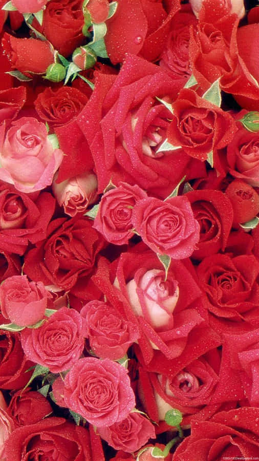 Bunch Rose Mobile Wallpaper