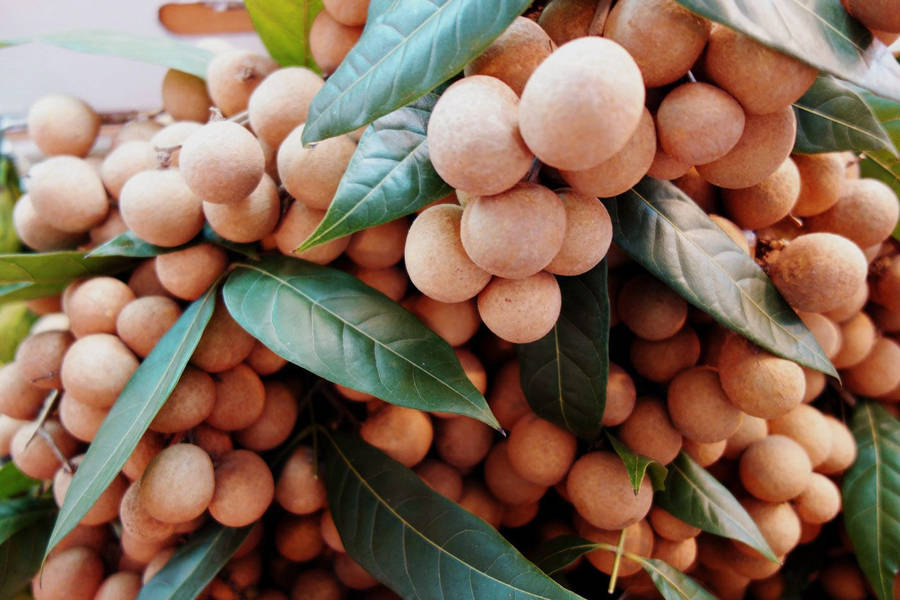 Bunches Of Longan Fruits Wallpaper