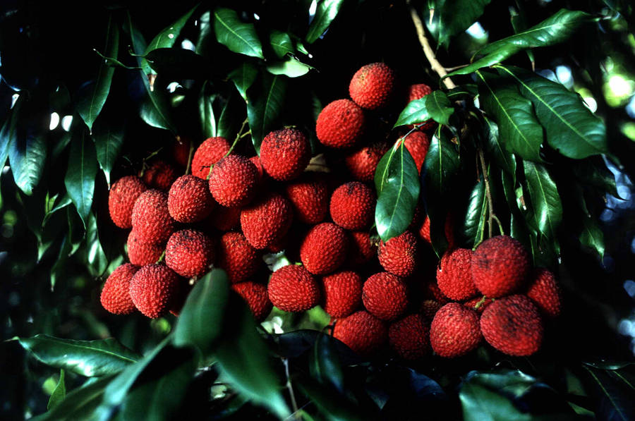 Bundle Of Litchis Wallpaper