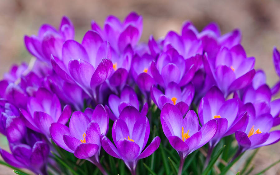 Bundle Of Saffron Crocus Wallpaper