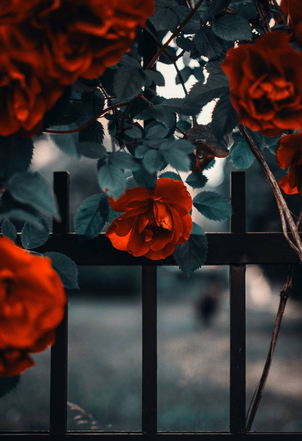 Burgundy Roses Blooming In Vine Wallpaper