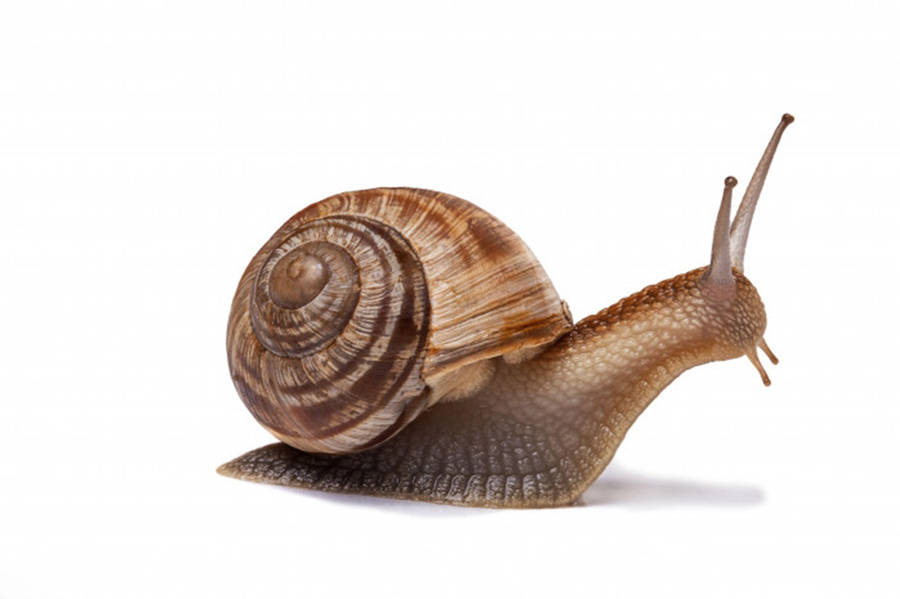 Burgundy Snail White Background Wallpaper