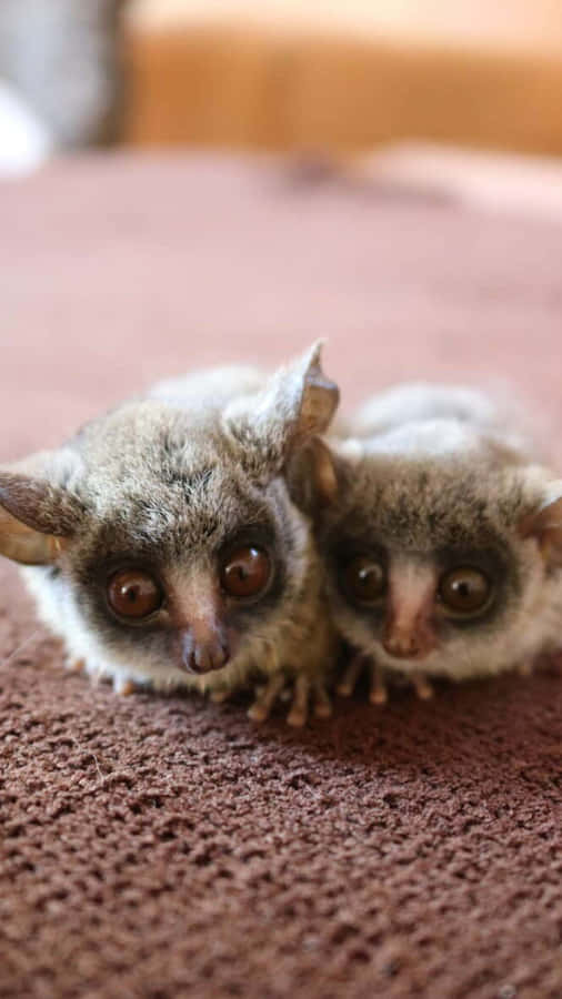 Bush Babies Curious Gaze Wallpaper