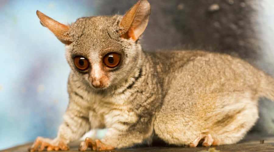 Bush Baby Alert Stance Wallpaper