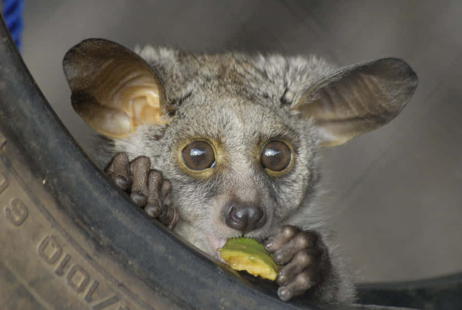 Bush Baby Eating Fruit Wallpaper