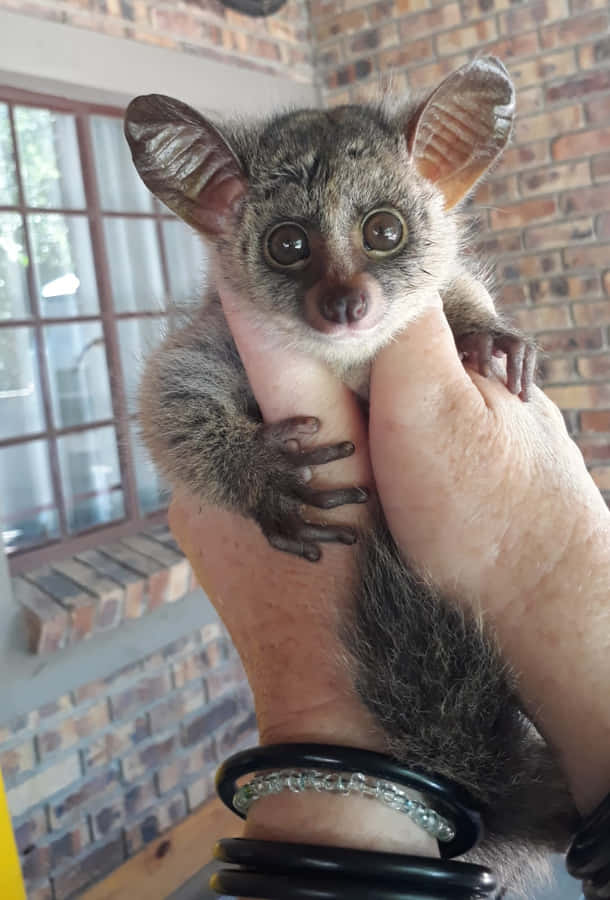 Bush Baby In Hand.jpg Wallpaper