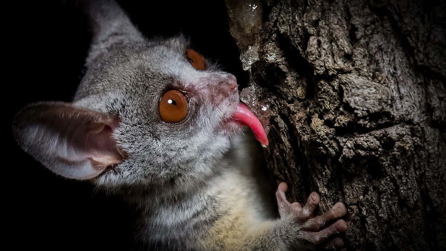 Bush_ Baby_ Licking_ Tree_ Sap Wallpaper