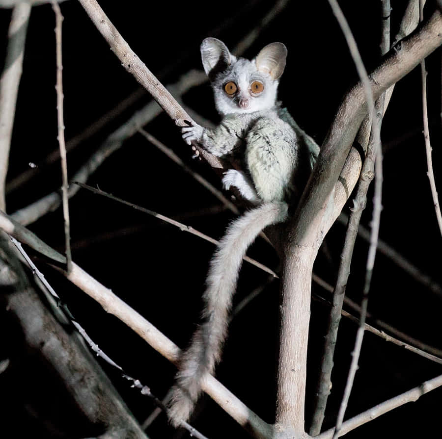 Bush Baby Nighttime Perch Wallpaper