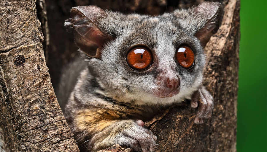 Bush Baby Peeking Out Of Tree Wallpaper