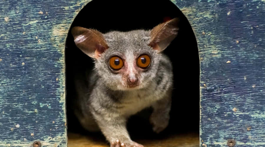 Bush Baby Peering From Hollow Wallpaper