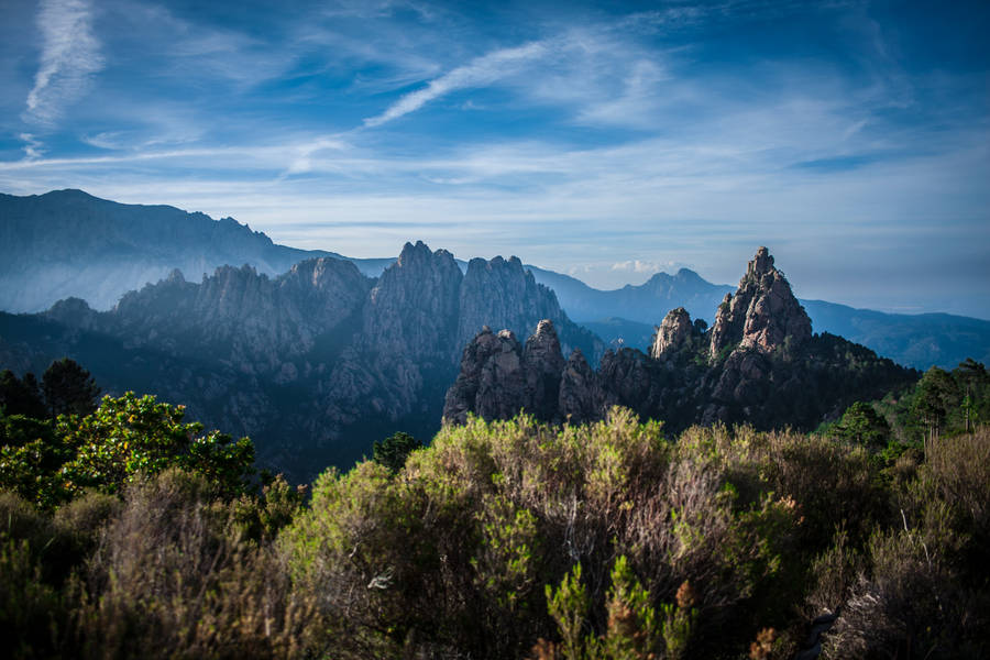 Bushes And Rocks Wallpaper