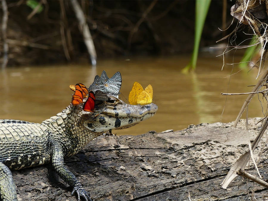 Butterflies On Caiman Wallpaper