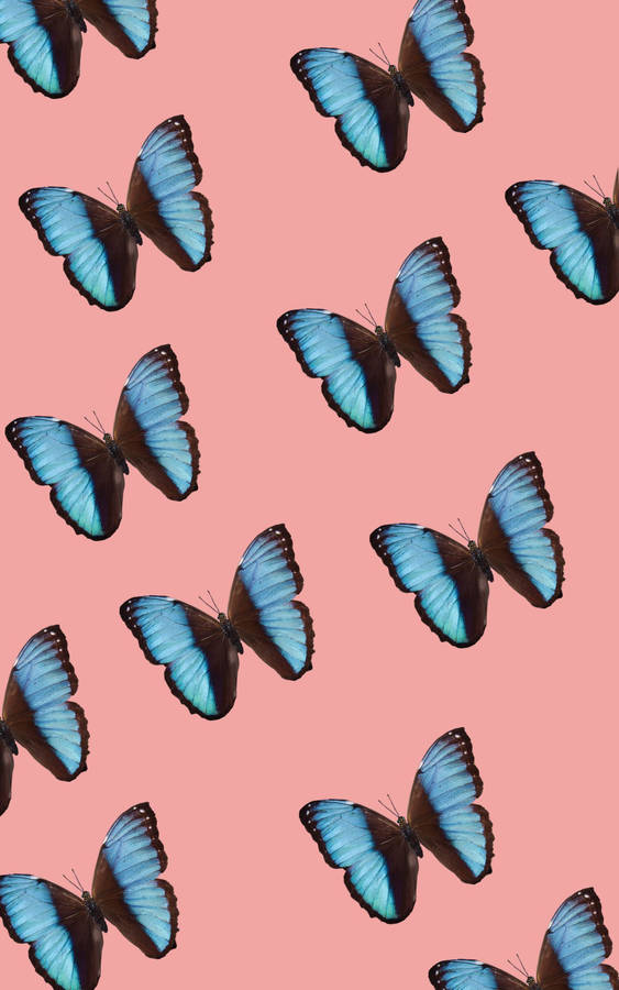 Butterfly Aesthetic Blue-winged Monarchs Wallpaper