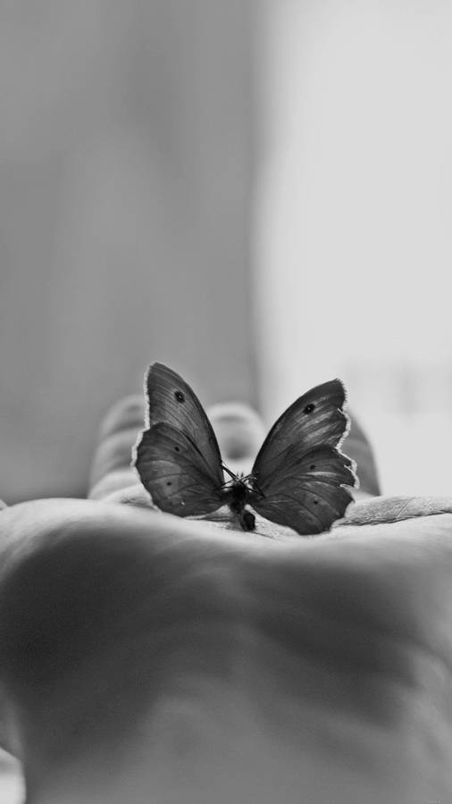 Butterfly Aesthetic Greyscale Wallpaper