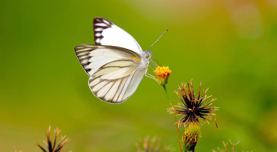 Butterfly Aesthetic On Yellow Flower Wallpaper