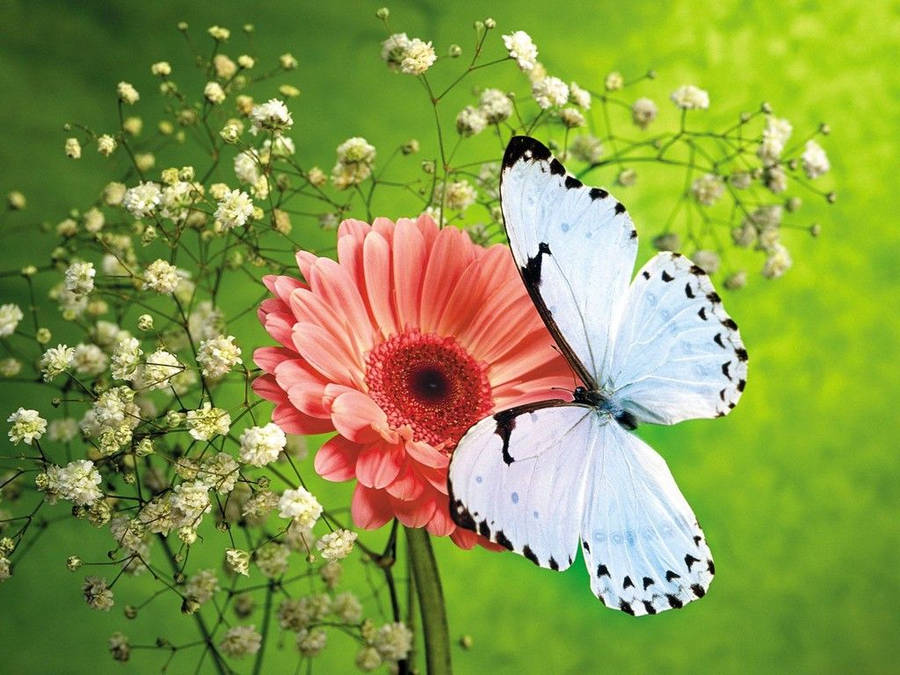 Butterfly On A Flower Wallpaper