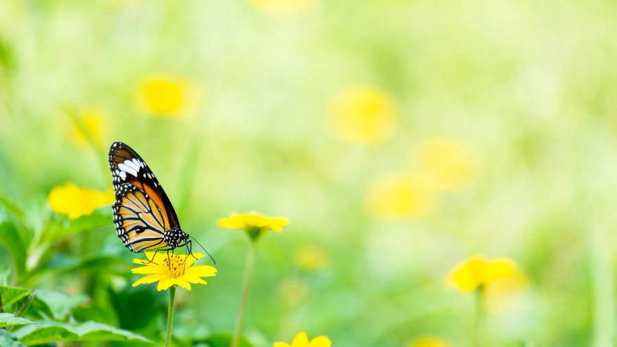 Butterfly On Flower Dandelion Wallpaper