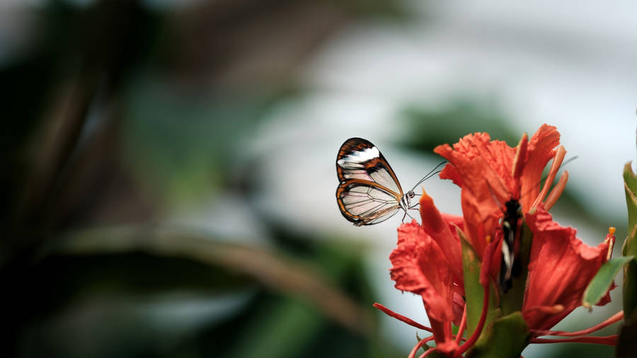 Butterfly On Flower Desktop Wallpaper