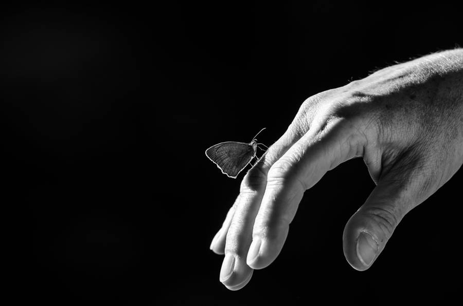 Butterfly On Hand Black Hd Desktop Wallpaper