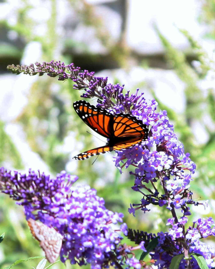 Butterfly On Lilac Flower Wallpaper