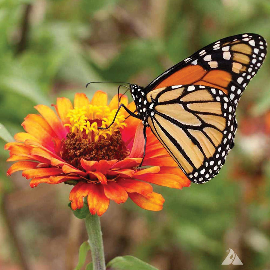 Butterfly On Orange Flower Wallpaper