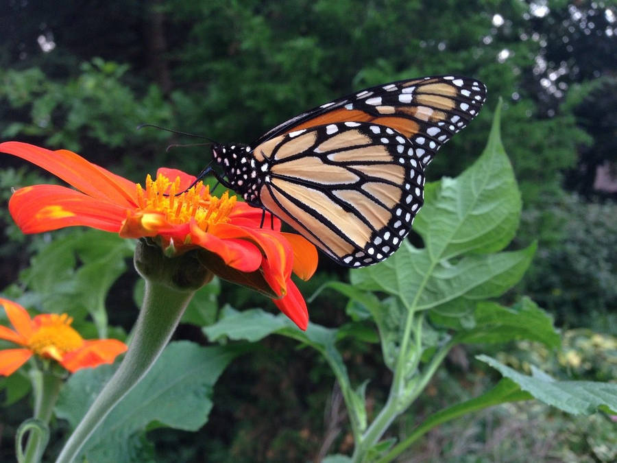 Butterfly On Orange Tithonia Flower Wallpaper