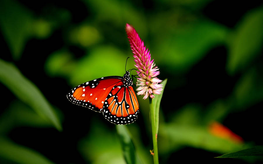 Butterfly On Pink-plumed Cocksomb Flower Wallpaper