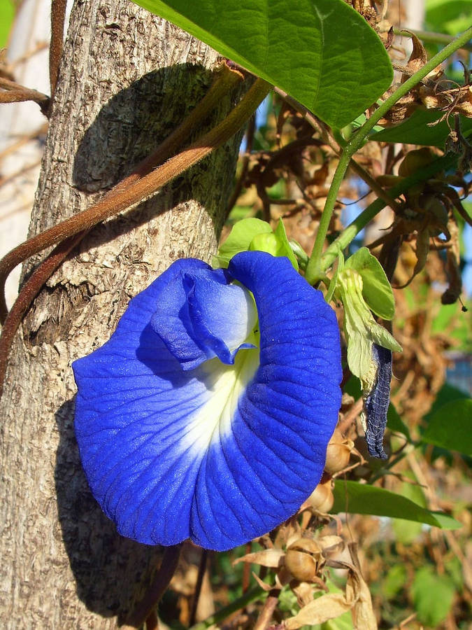 Butterfly Pea Blue Flower Iphone Wallpaper