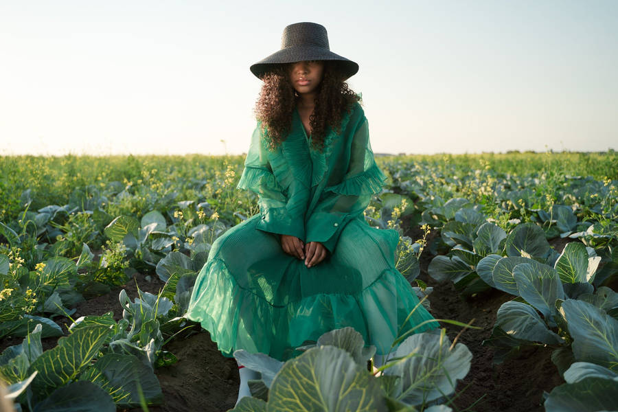 Cabbage Field Wallpaper