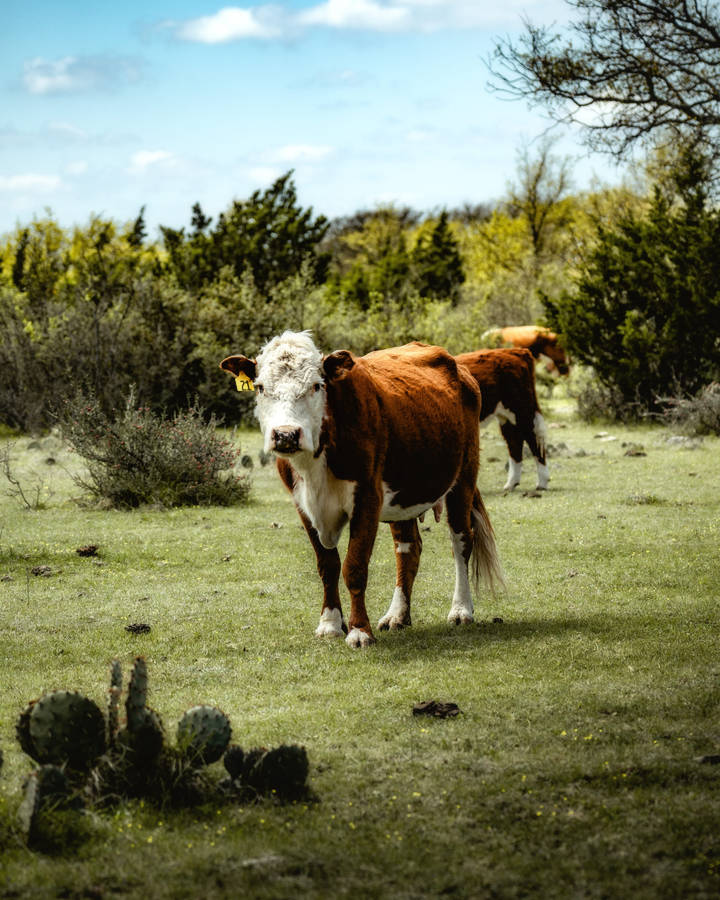 Cactus Highland Ox Wallpaper