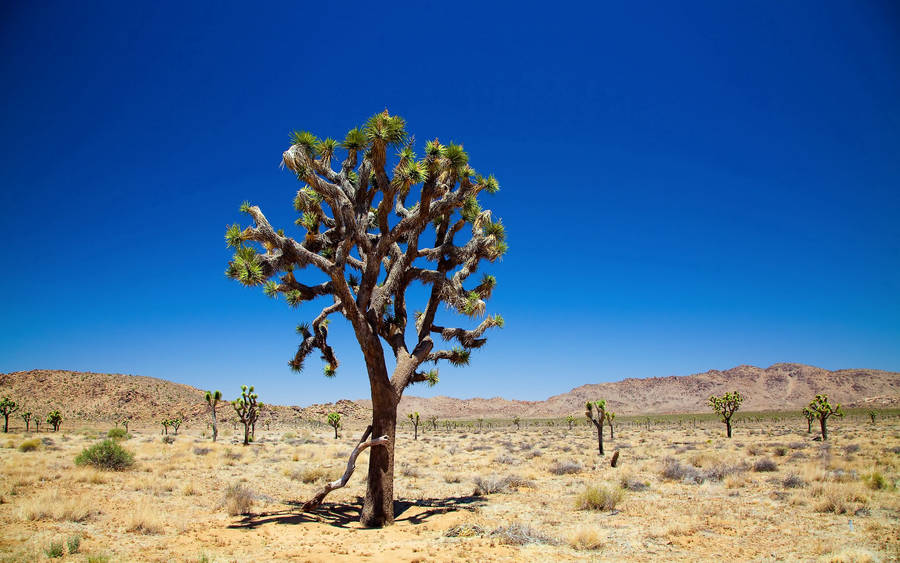 Cactus Trees In Desert Wallpaper