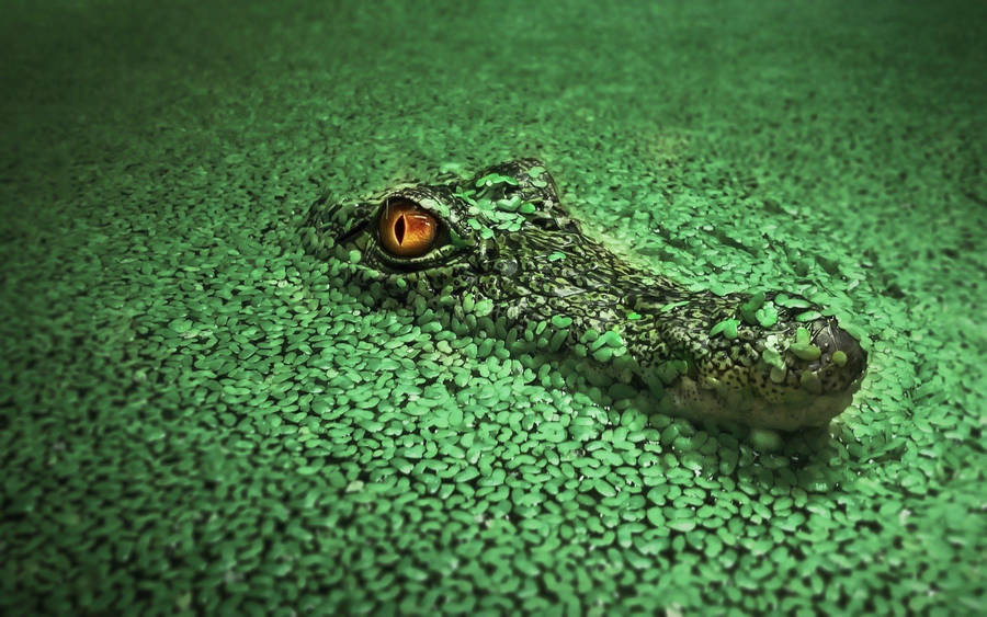 Caiman Glancing From Lake Wallpaper