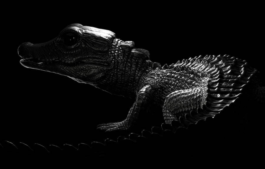 Caiman In The Dark Wallpaper